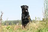 BEAUCERON 134